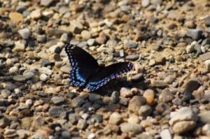 nature papillon hygge